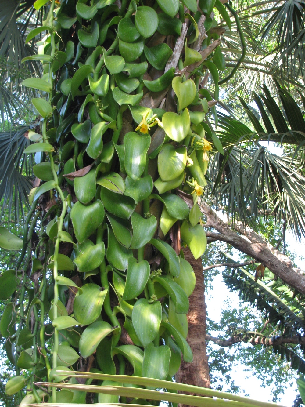  La vanille، ثَعلَب ، Tahitian Vanilla، flat-leafed